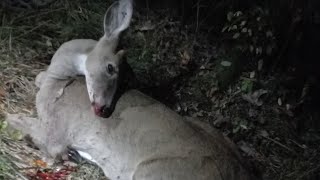 BOW HUNTING OHIO  3 WHITETAIL HUNTS FROM THE USA [upl. by Rhett]