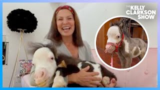 Meet The Smallest Therapy Horse In The World [upl. by Strephon]