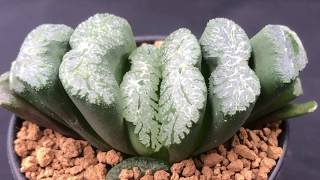 Haworthia truncata Collection  How to grow these succulents and Haworthia varieties [upl. by Naras151]