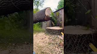 Luck or skill treeremoval treeservice treebgone chainsaw stihl arborist trees londonontario [upl. by Anrapa]