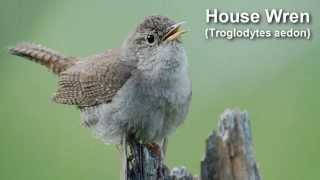 Wren Bird Call and Pictures for Teaching [upl. by Ahto]