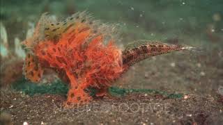 Frogfish Eats Wrasse [upl. by Ainoz]