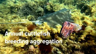 Cuttlefish Breeding Aggregation at Stony Point [upl. by Catton281]