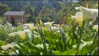 Calas Alcatraz Lirios Blancos Mi Secreto Cala Lily 💚🌿💚  Nuestro Jardin11 [upl. by Stalder]