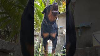 Rottweiler barking Sound 😈 ASMR [upl. by Notsle]