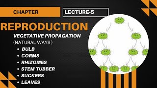 vegetative propagation  bulbcormsrhizomesstemtubersuckersleaves lecture5 biology class10 [upl. by Bock]