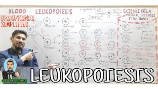 BloodLeukopoiesisSynthesis of WBCsSuper simplified in urduhindi [upl. by Shirlee]