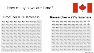 Recognizing Lame Cows Early [upl. by Millicent]