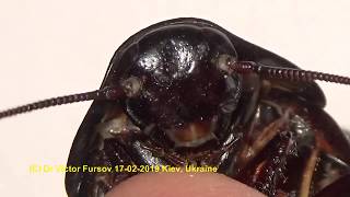 Insect Home Pet Madagascar Hissing Cocroach [upl. by Sparrow775]