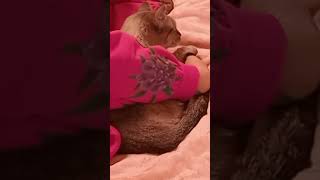 A gentle cat purrs among the pink lovelycats концентратлюбові happycat asmrforsleep [upl. by Haya709]