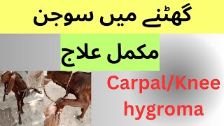 Knee hygroma  Carpal hygroma  Ghutne me pani in goat  sheep  cow buffalo  Dr Muhammad Saif [upl. by Adnilasor392]