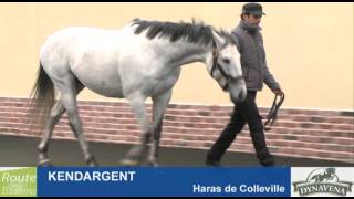 Kendargent au Haras de Colleville  RDE 2013 [upl. by Malvina]