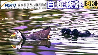 自然台灣白腹秧雞 Natural Taiwan Amaurornis phoenicurus [upl. by O'Kelly]