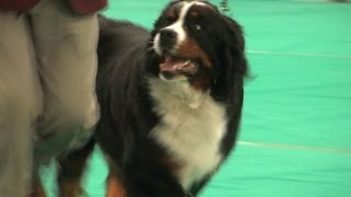 WELKS Championship Dog Show 2014  Working group [upl. by Nnaj619]