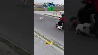 3 Dogs Vs One Motor Bike 🤣😂 motorbike motorcycle crash comedy dirtbikes [upl. by Carma904]