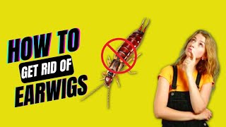 How To Get Rid Of Earwigs In Your House amp Keep Them From Getting Back  Top Repellents [upl. by Mickie]