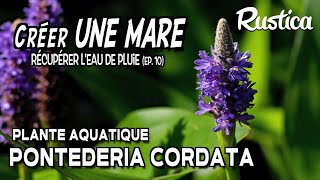 Une mare pour récupérer l’eau de pluie  Installer une plante aquatique Pontederia cordata [upl. by Eniamurt318]