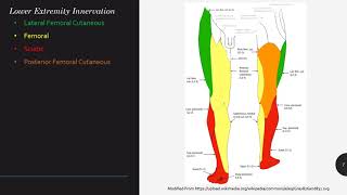 Lower Extremity Nerve Blocks Keyword Review  Dr Holzberger [upl. by Noseimaj]