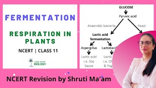 Fermentation  Respiration In Plants  One Stop Biology  Shruti Maam  NCERT  Class 11  Chapt 14 [upl. by Woodcock]