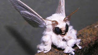 Venezuelan Poodle Moth  Animal of the Week [upl. by Younglove]