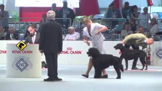 quotPerros en acciónquot World Dog Show Milán 2015 [upl. by Nebuer]