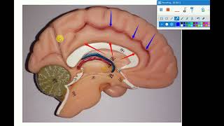 5 medial surface of cerebrum [upl. by Sualakcin]