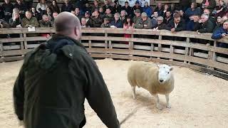 North Country Cheviot  New Breed Record 2022  Attonburn Bonnie Lad [upl. by Heurlin]