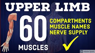 60 Upper Limb Muscles  Quick Recap with Nerve Supply  Anatomy Decoded [upl. by Starobin]