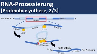 RNA Prozessierung Proteinbiosynthese 23  Biologie Genetik Oberstufe [upl. by Ahselat73]