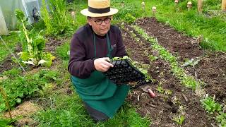 plantation Betterave et Blette obtenues de semis en motteAvantages dun semis en plaques alvéolées [upl. by Imailiv]