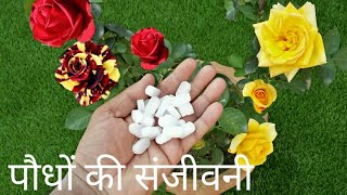 यह चीज है आप के गार्डन के लिए संजीवनीBest gardening ideasfungicide pesticide insecticides [upl. by Nash458]