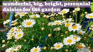 Leucanthemum Perennial White Daisies  A Rosy Hardy Variety Showcase [upl. by Oetsira]