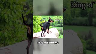 Miniature Pinscher  The King of Fun and Possession [upl. by Anoik]