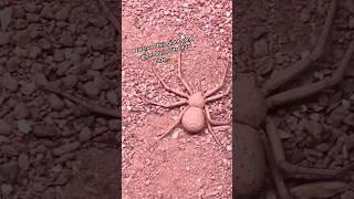 This Is a Sand Spider And Its Chasing You 🕷️ herepets [upl. by Erdnuaed555]