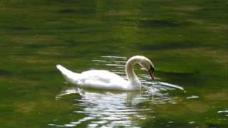 The Carnival of the Animals The Swan [upl. by Uyekawa]