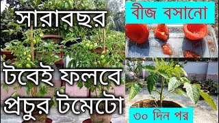 সারাবছর টবেই করুন টমেটোর চাষ  How to grow tomatoes from tomato [upl. by Vlad]