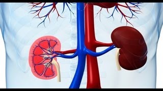 How to maintain healthy kidneys  Dr Deepa Jayaram [upl. by Shien]