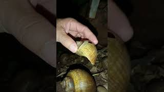 The Snail Care Guide Everything You Need To Know [upl. by Aneehsit]