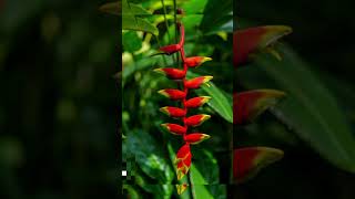 Heliconia rostrata🧡 One of the most colorful plant on this planet outdoorgardeningideas [upl. by Chun]