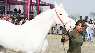 Unique White Nukra Horse from Punjab [upl. by Burford]