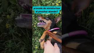 ¿Sabías que el mini pinscher [upl. by Aihsit]