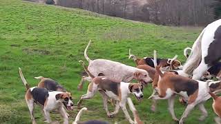 Waveney amp Norfolk Harriers Keens Farm Benacre Suffolk 24th January 2024 [upl. by Aicel]