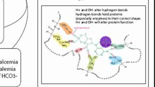 pH Acid Homeostasis Part 1 [upl. by Haseefan]