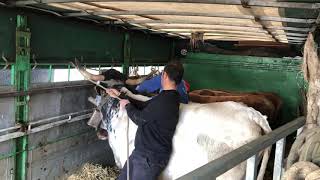 🐂 Manejo de los toros de Marqués de Saka en la Sokamuturra de Tolosa [upl. by Ihcehcu]