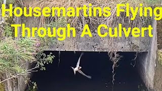 Housemartins Flying Through A Culvert [upl. by Ariem]