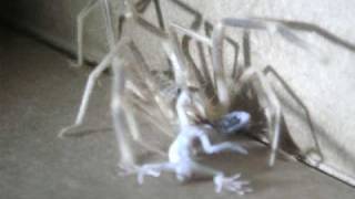 Camel Spider Devours Gecko in Iraq [upl. by Babbie187]