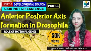 ANTERIORPOSTERIOR AXIS FORMATION IN DROSOPHILA PART3  CSIR NET DEVELOPMENTAL BIOLOGY [upl. by Waite]