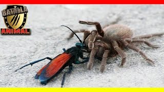 Tarantula vs Avispa  Pepsis wasp vs Tarantula  Batalla animal 2016 [upl. by Neidhardt]