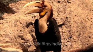 Wreathed Hornbill of northeast India [upl. by Elleira]