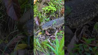 How Do Monitor Lizards Smell [upl. by Annoel]